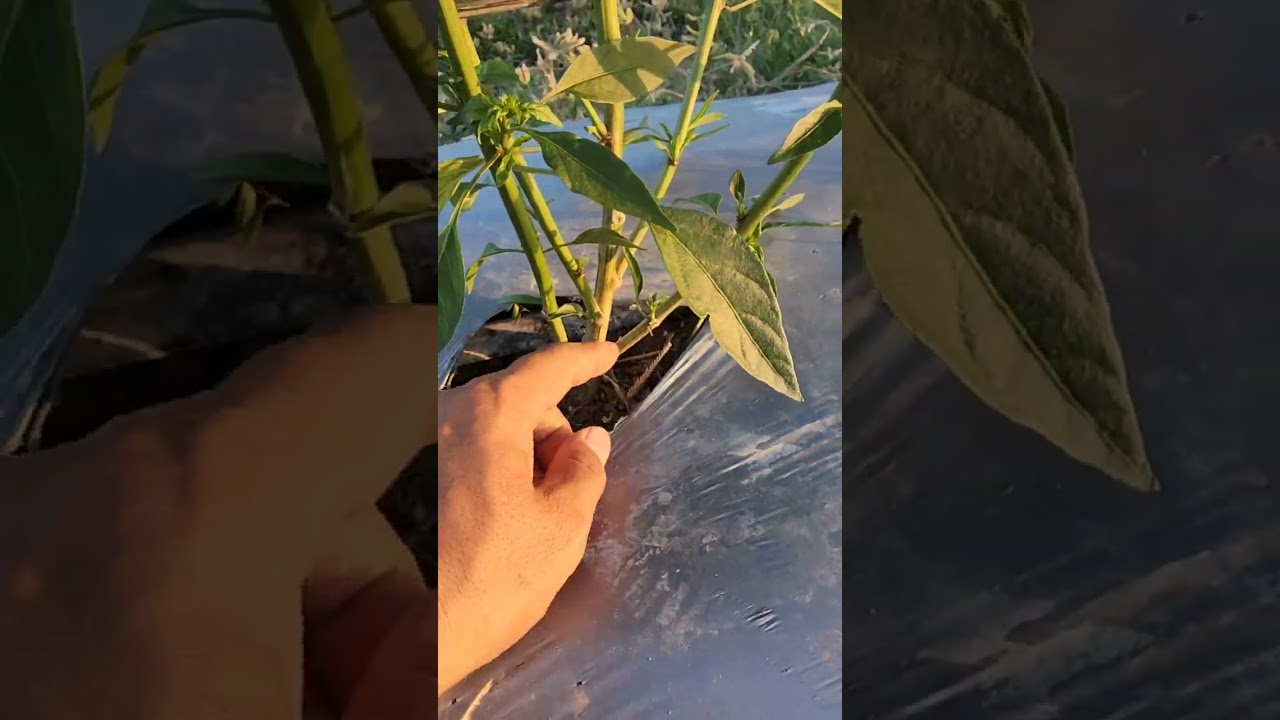 ហេតុអ្វីបានជាត្រូវ 