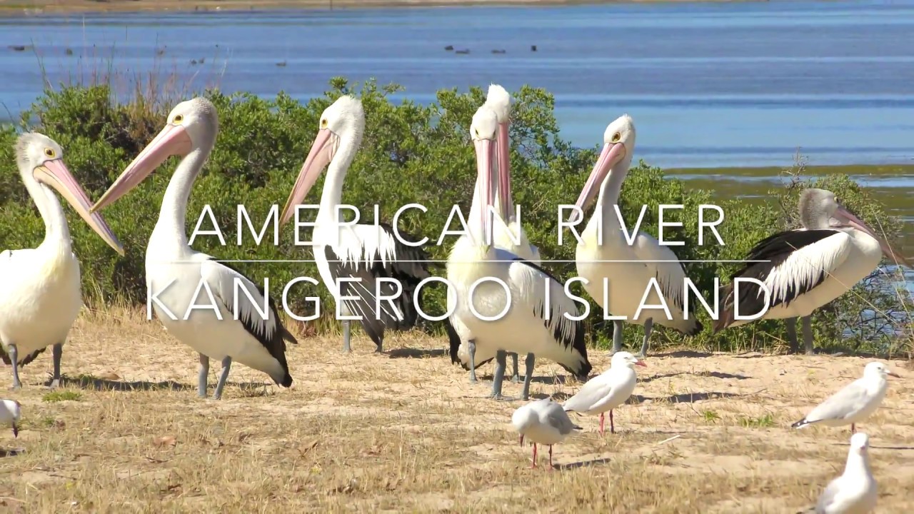 American River - Kangaroo Island - Australia