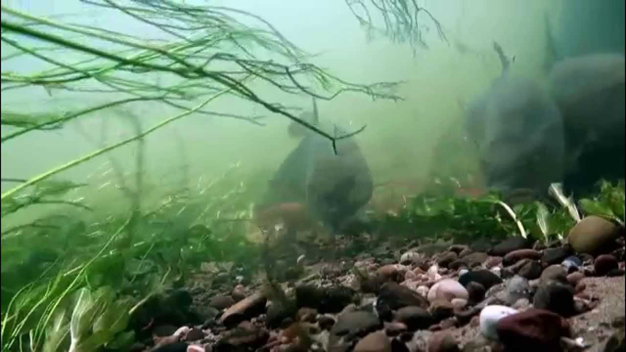 Underwater -  Barbel,Tench,Carp,Rudd,Perch,Grayling,Pike and Chub