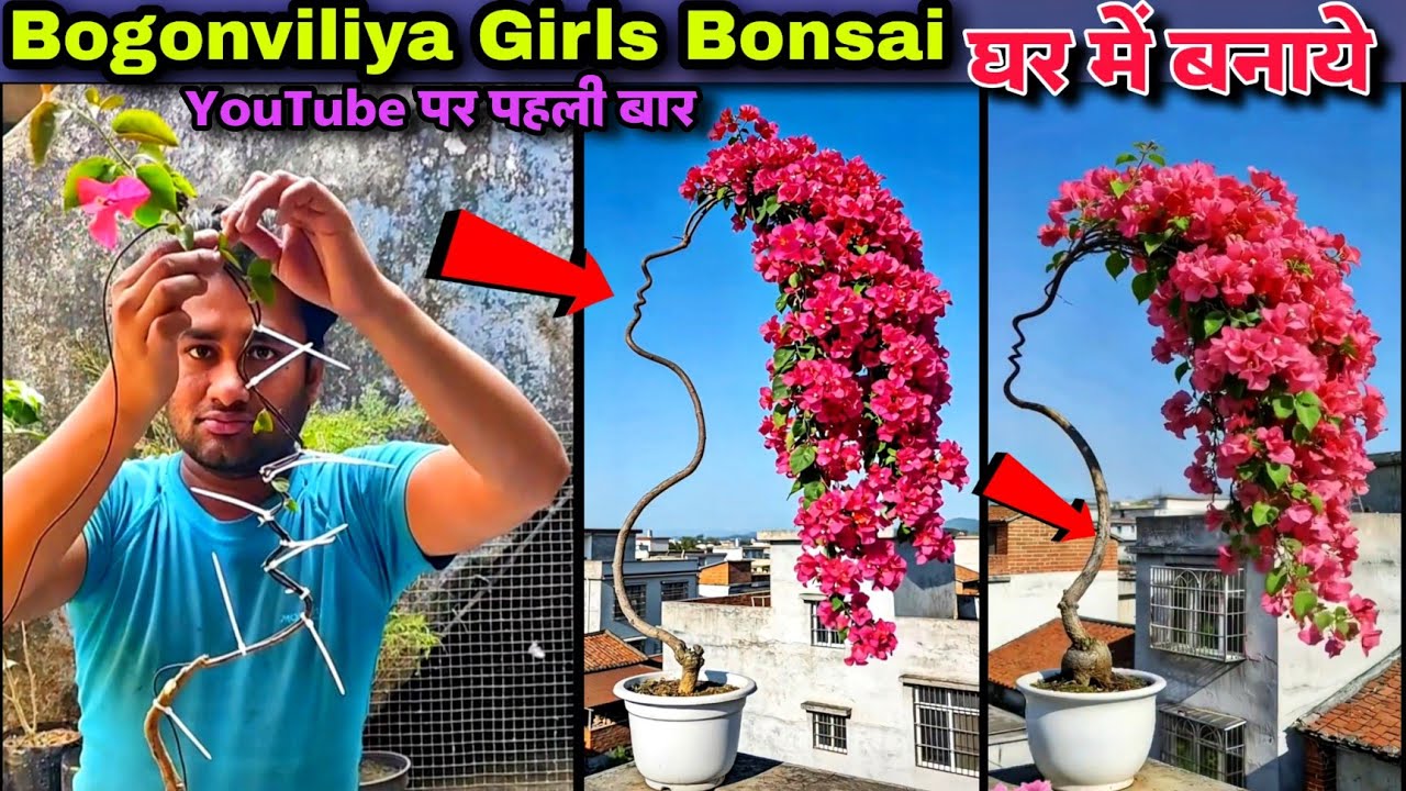 YouTube पर पहली बार ऐसा कमाल bogonviliya bonsai women घर पर बनाये | 
