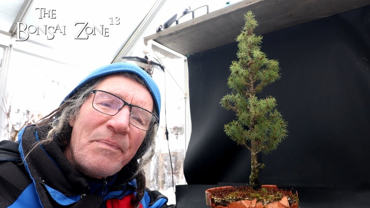 Winter Pruning My Alberta Spruce, The Bonsai Zone, Jan 2026