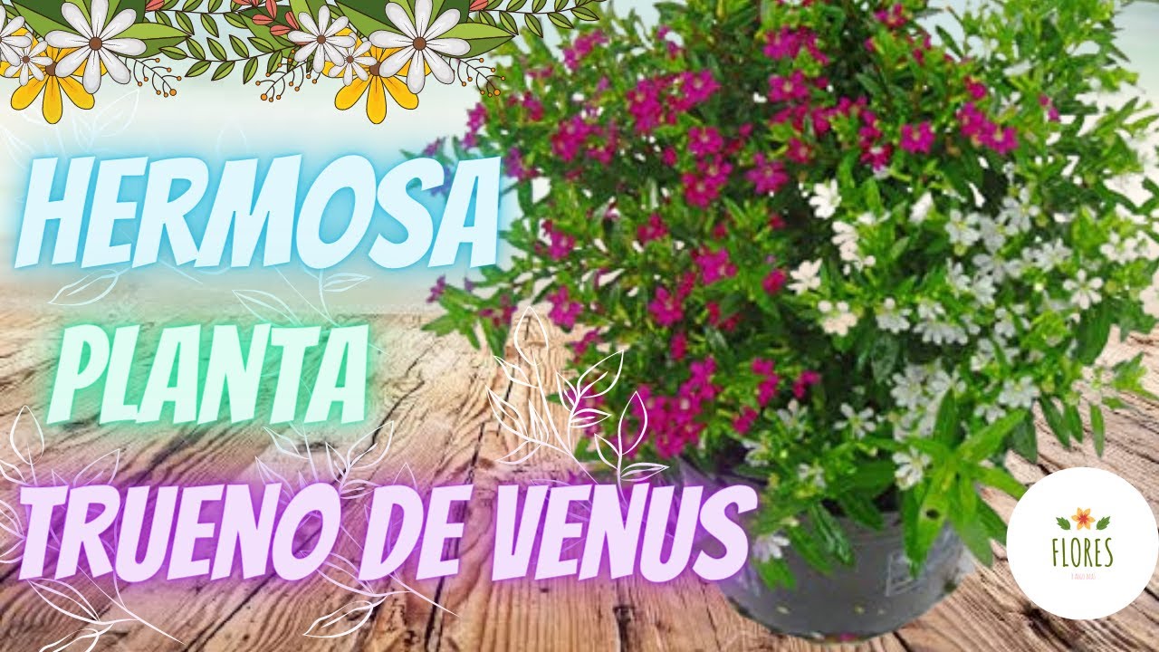 TRUENO DE VENUS (CUIDADOS Y REPRODUCCION) CUPHEA HYSSOPIFOLIA