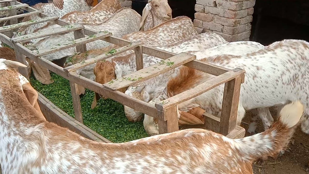بارڈر والی بکرا منڈی کی فریش آپڈیٹ |animals |alsyedgoatfarm |goat 