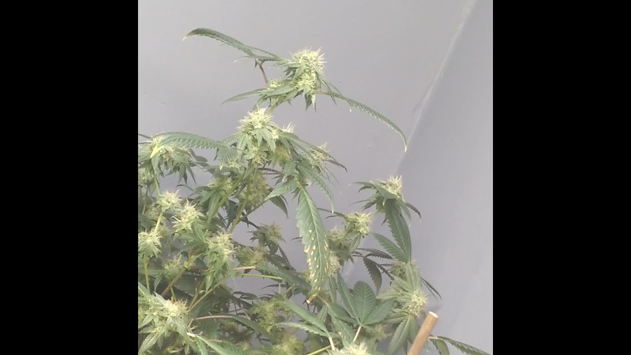 indoor cannabis grow journal update #2