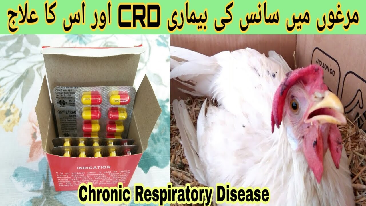 Chronic respiratory disease ka ilaj I CRD treatment I@Healthy_and_beautiful_pets