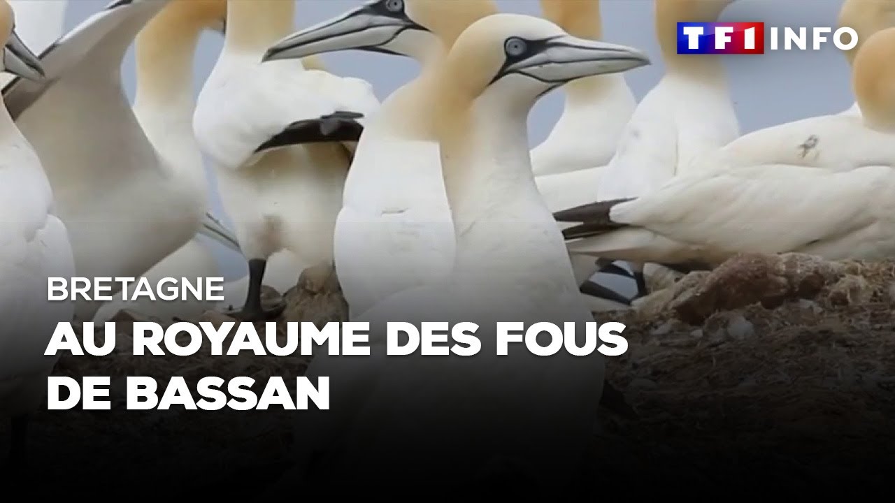 Bretagne : au royaume des fous de Bassan