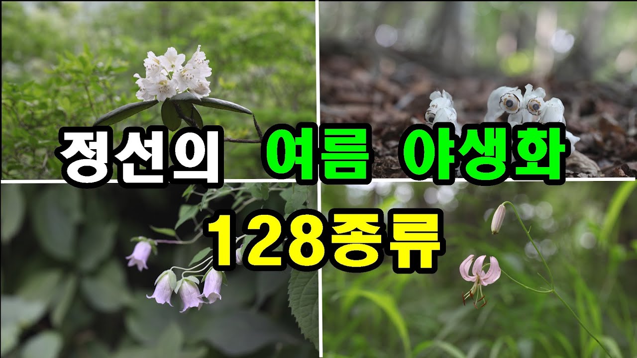정선의 여름 야생화 128종류, 복주머니란, 솔나리, 희귀 야생화 모음 #여름야생화