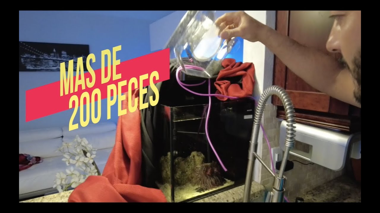 NACIERON LOS PECES PAYASO