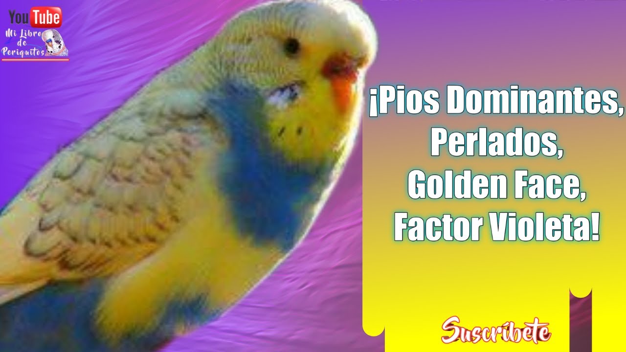 Periquitos Pios Dominantes, Perlados, Golden Face, Factor Violeta 😲