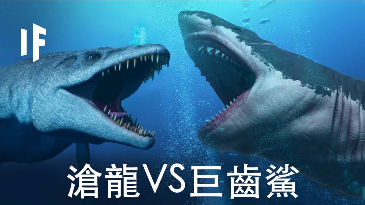 【中文男聲配音】如果巨齒鯊和滄龍打架？｜大膽科學