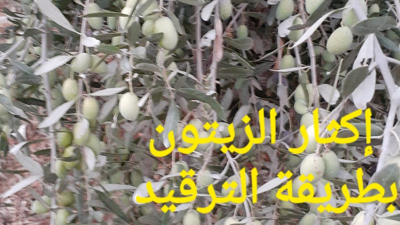 إكثار شجرة الزيتون بطريقة الترقيد الأرضي