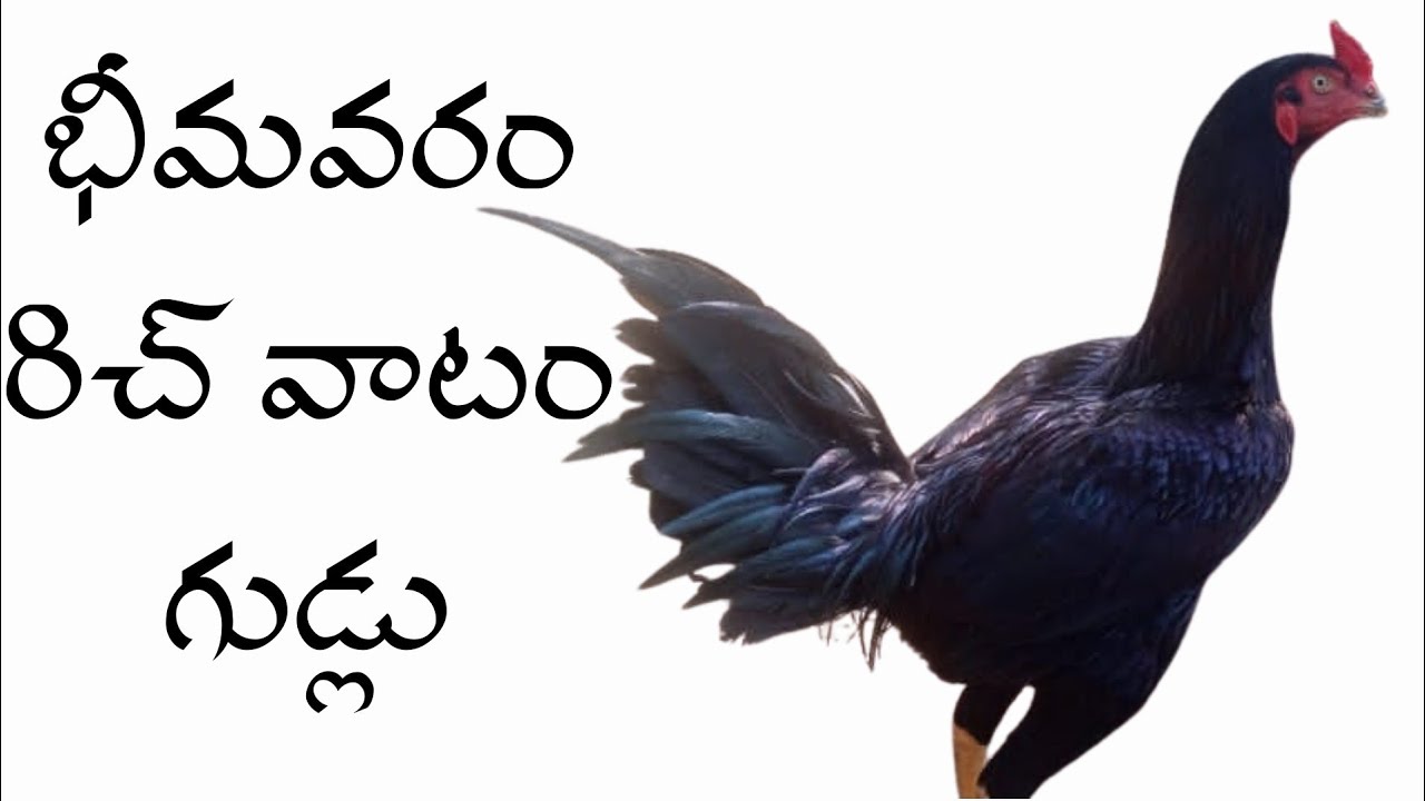 భీమవరం జాతి గుడ్లు 95504 27184