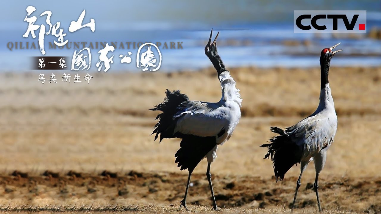 《祁连山国家公园》第1集 Qilian Mountain National Park EP1 探访祁连山秘境 黑颈鹤 棕头鸥 大天鹅 斑头雁纷纷亮相 感受生命的野性之美！【CCTV纪录】