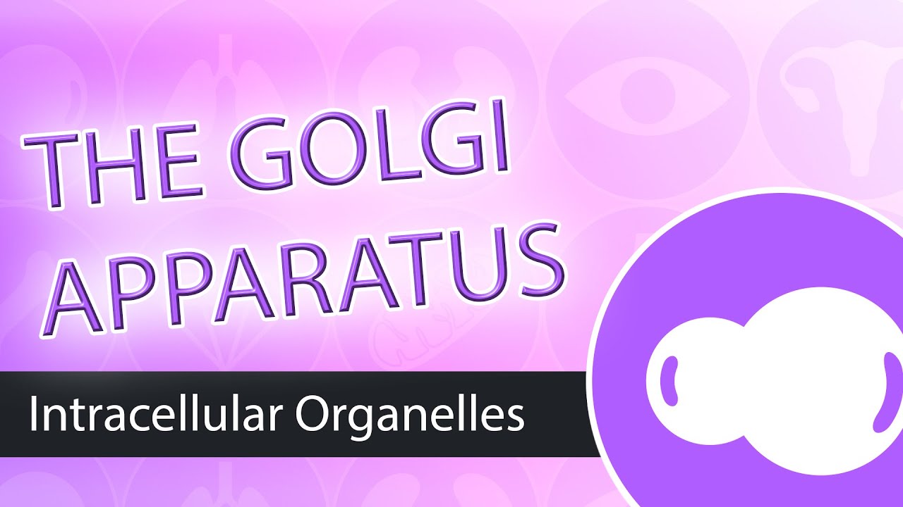 Intracellular Organelles- The Golgi Apparatus