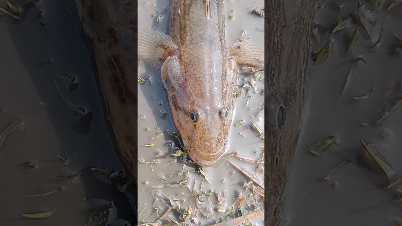 Amazing river bala fish 🐟🐟🐟 #shorts #reels #fishing #fishingvideo #fishinglife #fishingwiththefarm