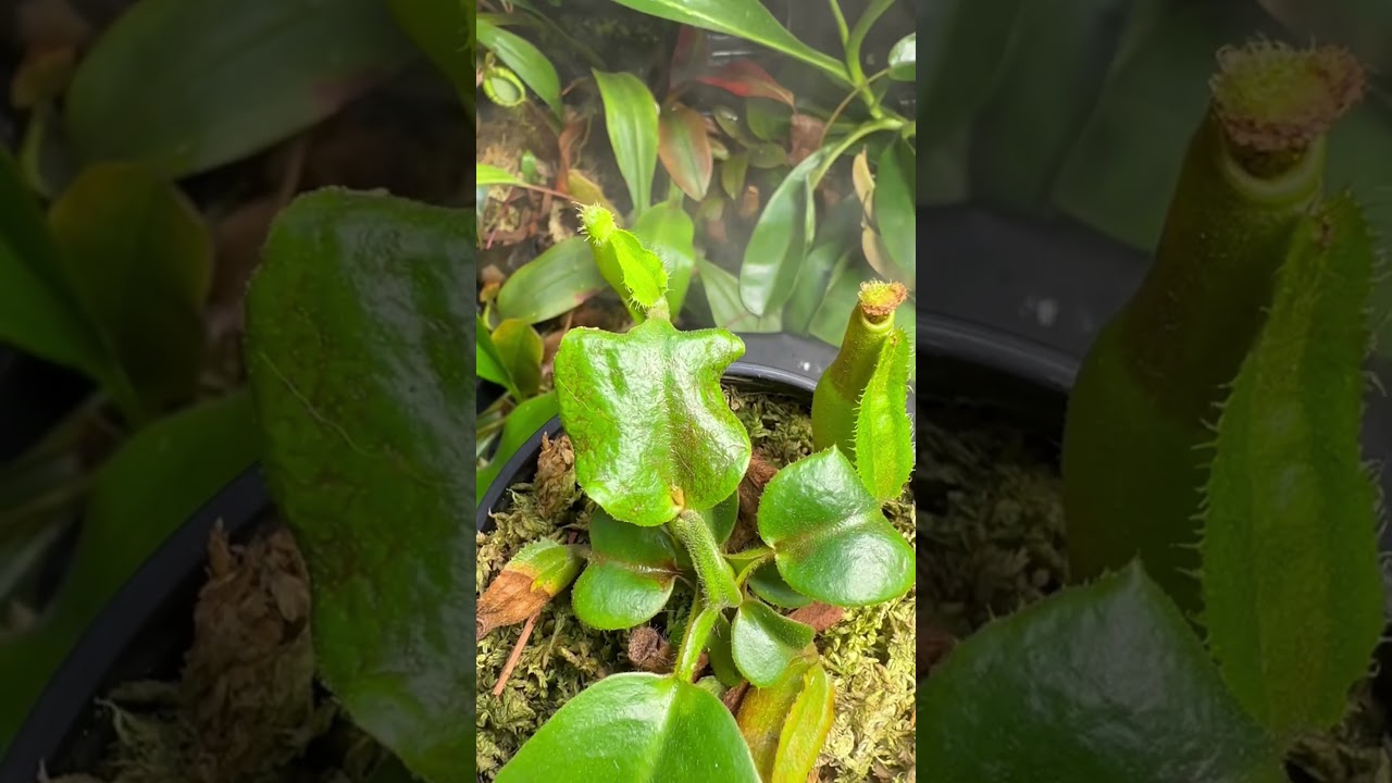 Identifying thrip damage early in your nepenthes! #shorts