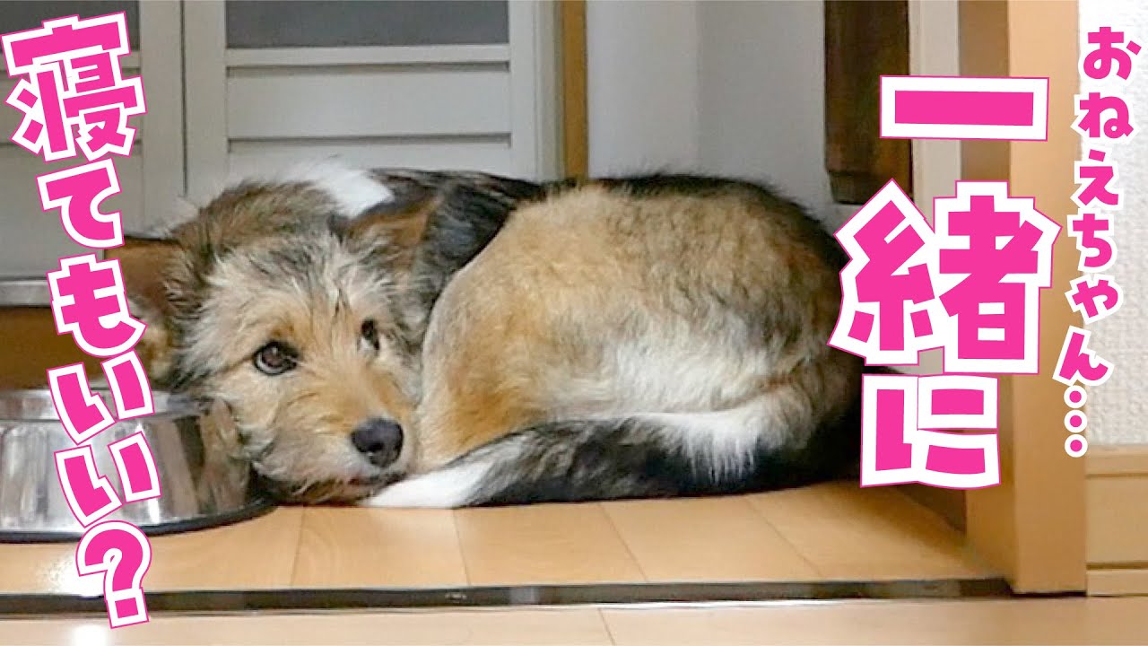 元野犬の子犬がうちにやってきた！保護犬姉妹の暮らしがはじまる日
