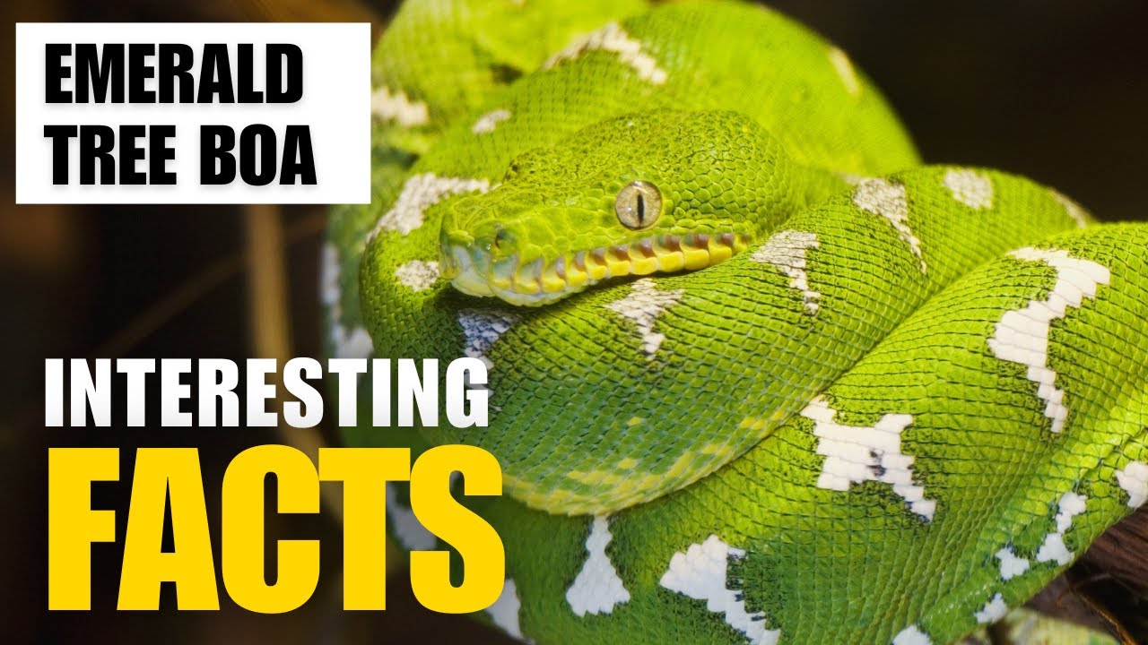 What Are the Most Interesting Facts About Emerald Tree Boas ? |Interesting Facts | The Beast World