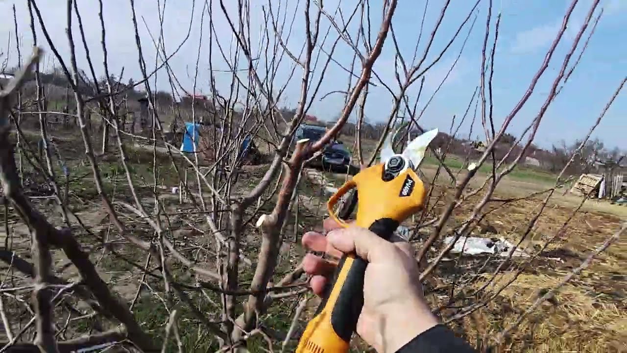 Curățare măr Florina anul 4 de la plantare ,deschidere coroana sub forma de vas clasic🍎✅✂️