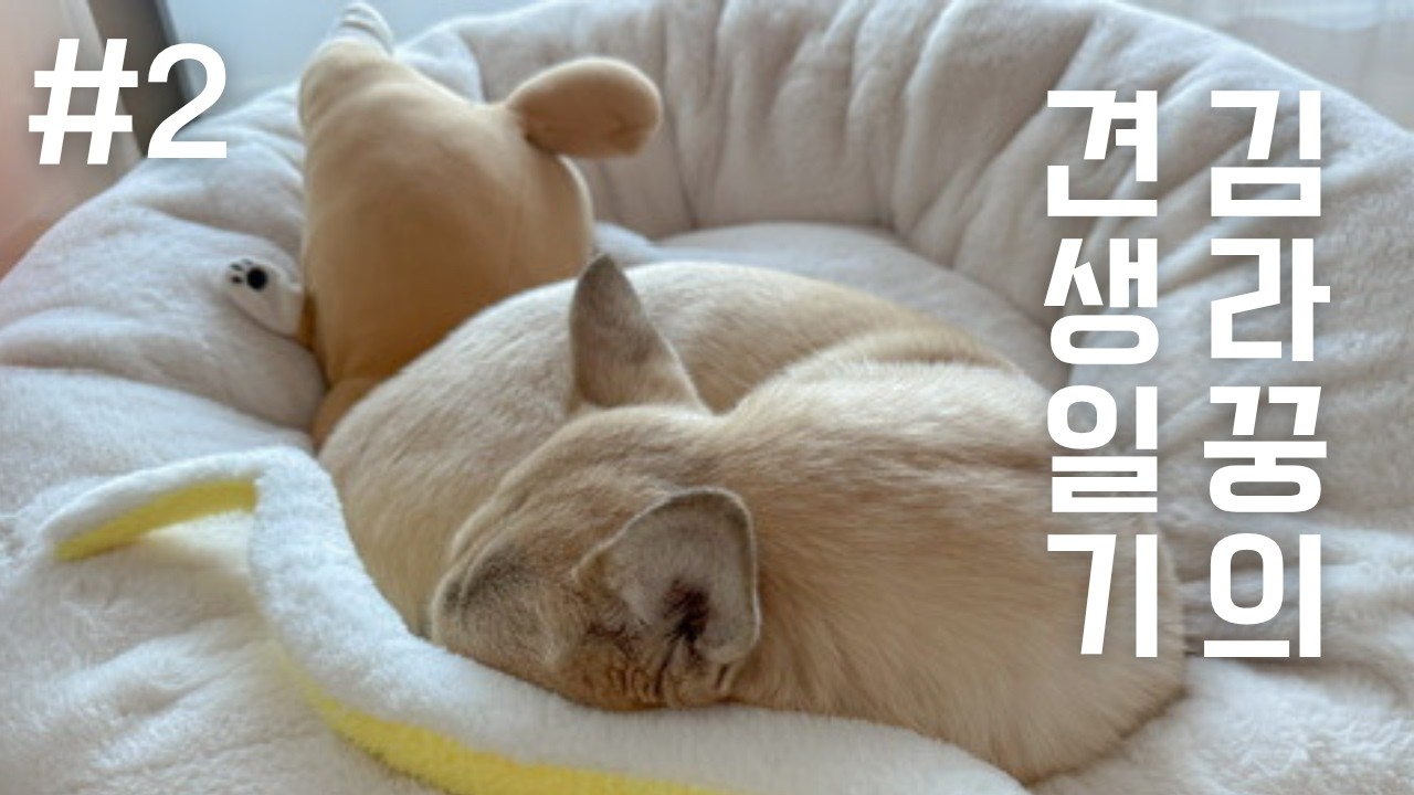 [밥 안먹는 개의 일기 몰아보기 2 ] 다이소깡 | 뚜순이 | 산책 | 쓰레기 수집가