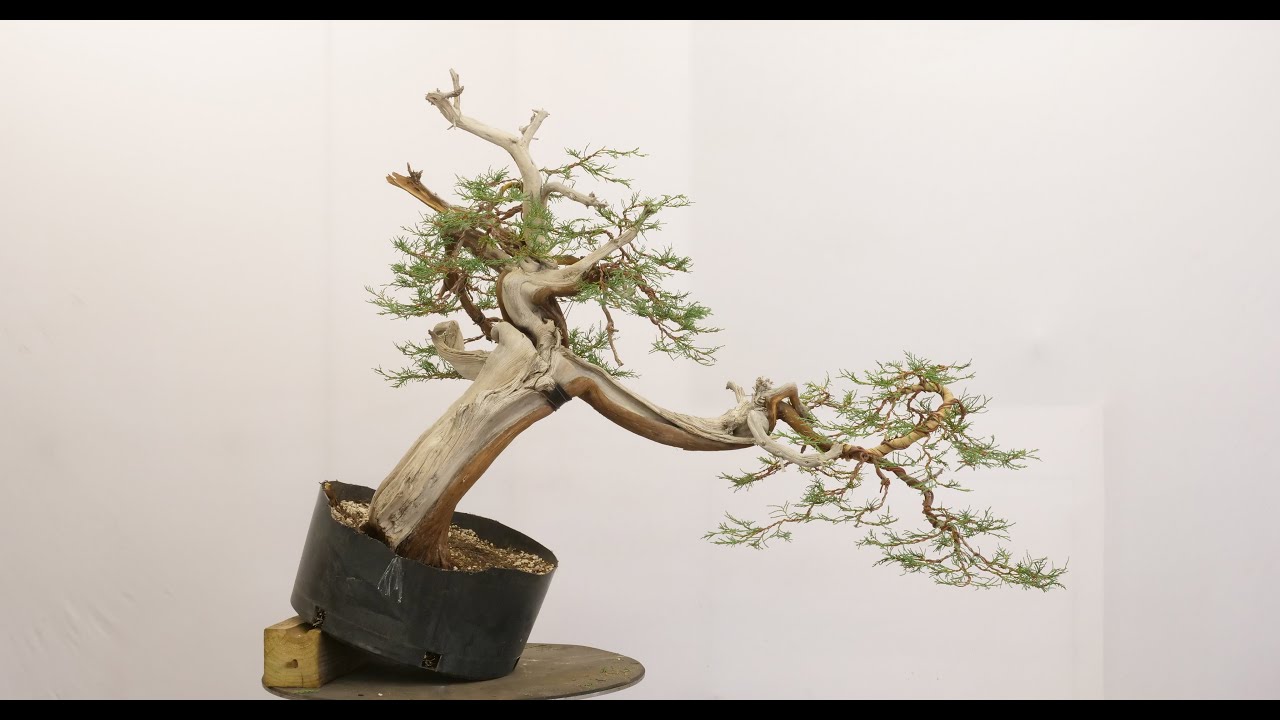 Rocky Mountain Juniper - Atypical Juniper