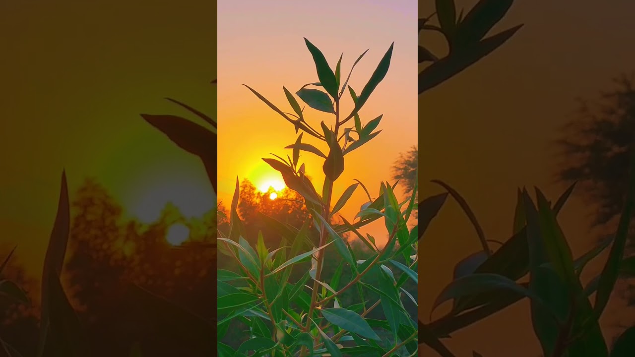 𝐶𝑎𝑝𝑐𝑢𝑡 𝑐𝑜𝑙𝑜𝑟 𝑔𝑟𝑎𝑑𝑖𝑛𝑔 𝑣𝑖𝑑𝑒𝑜 ✨🍂 #cinematic #nature   #sunset #usingcapcut #videoediting #viralshort