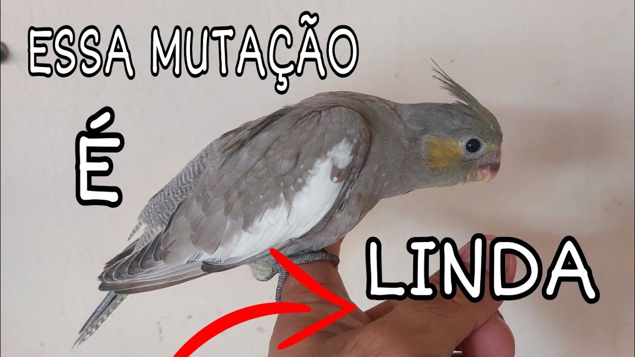 MUTAÇÃO RARA DILUÍDO DOMINANTE ( PRATA DOMINATE), NASCEU FILHOTES DO CASAL Q GANHEI DO PAULINHO.
