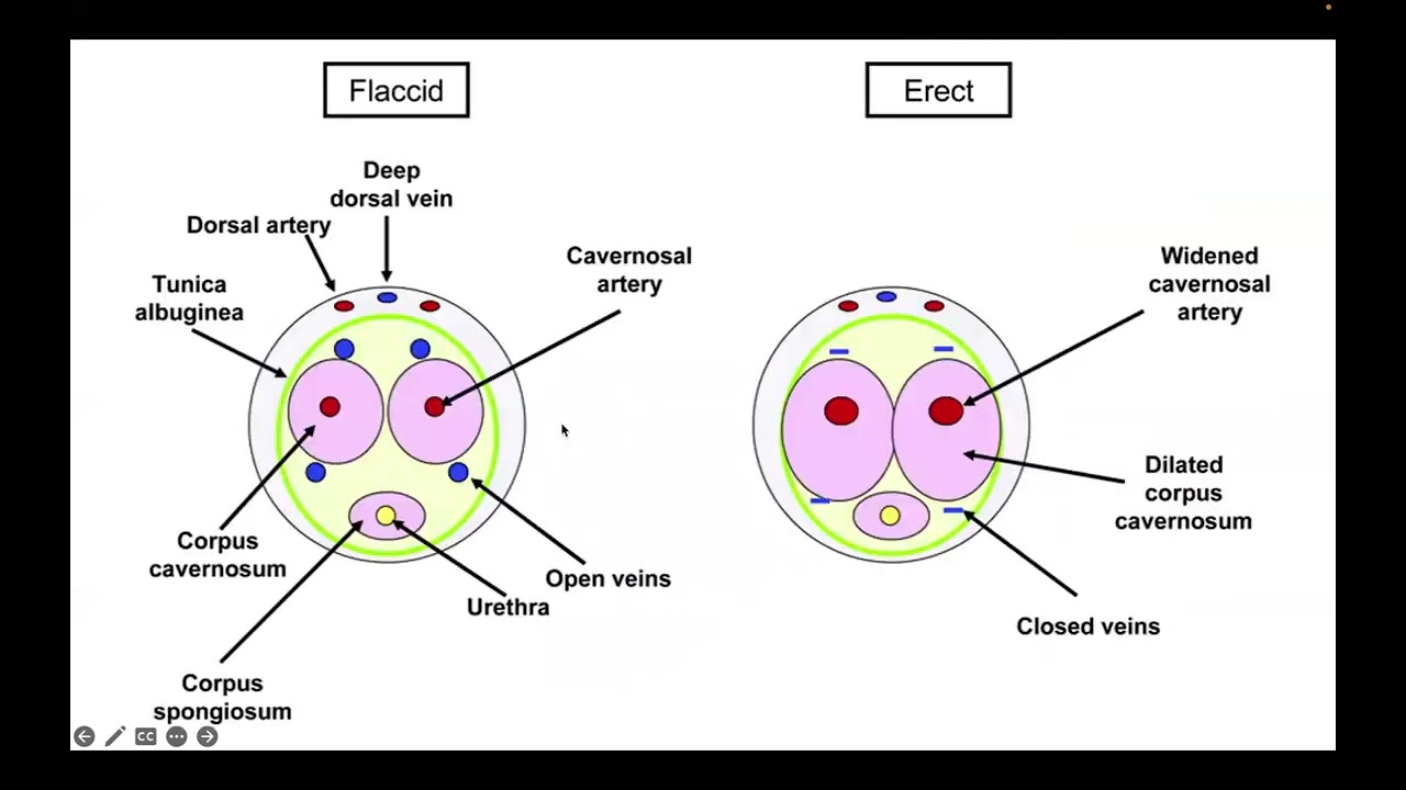 Urology - Emergencies (part 2)