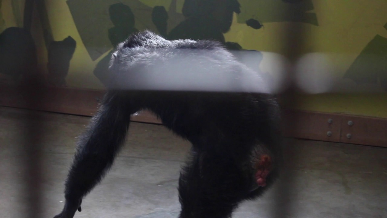 Chimpanzee Displays: Causing a Ruckus