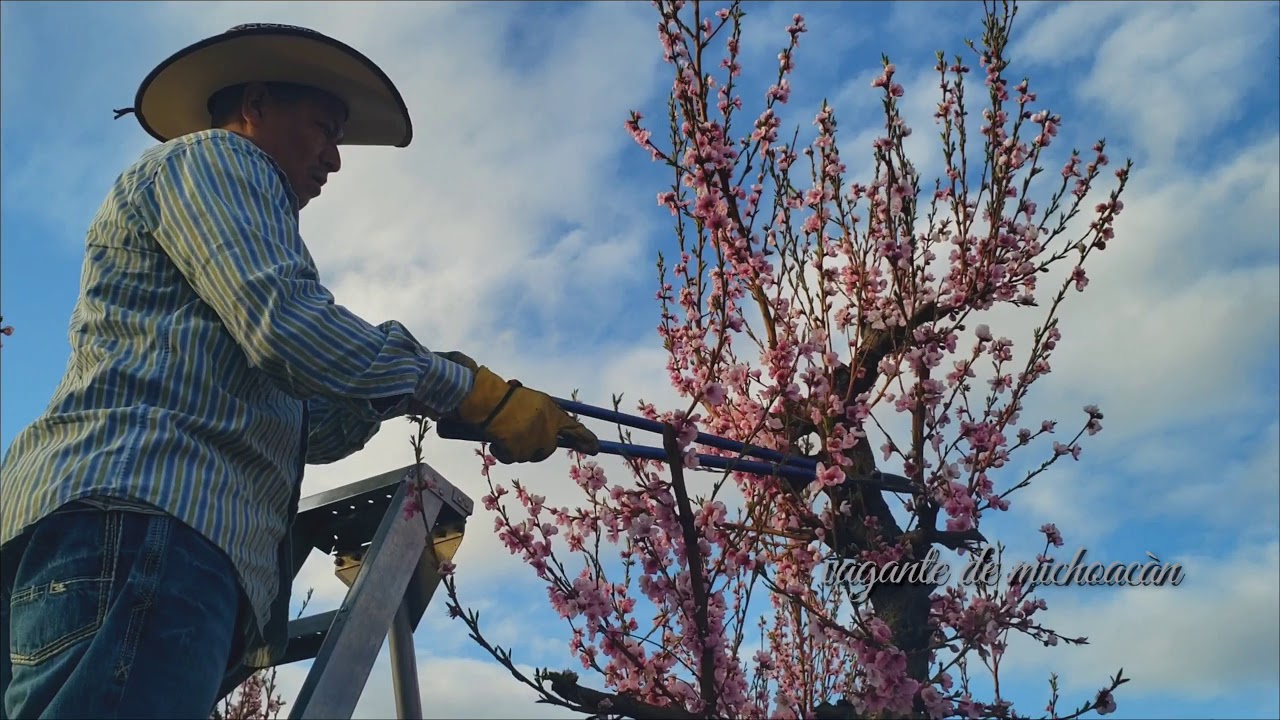 Como  Podar Arboles De  Durazno O melocontón Arboles Chicos y Grandes