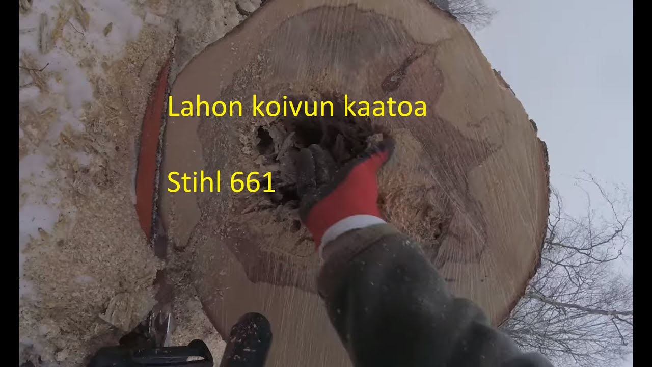 Ensimmäinen kaato liian isolla moottorisahalla - Stihl 661