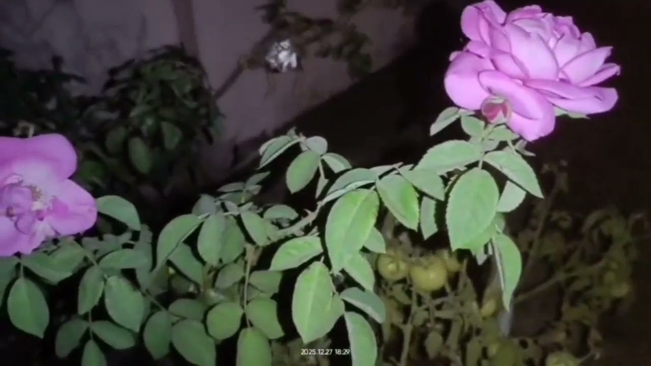 Rose plants