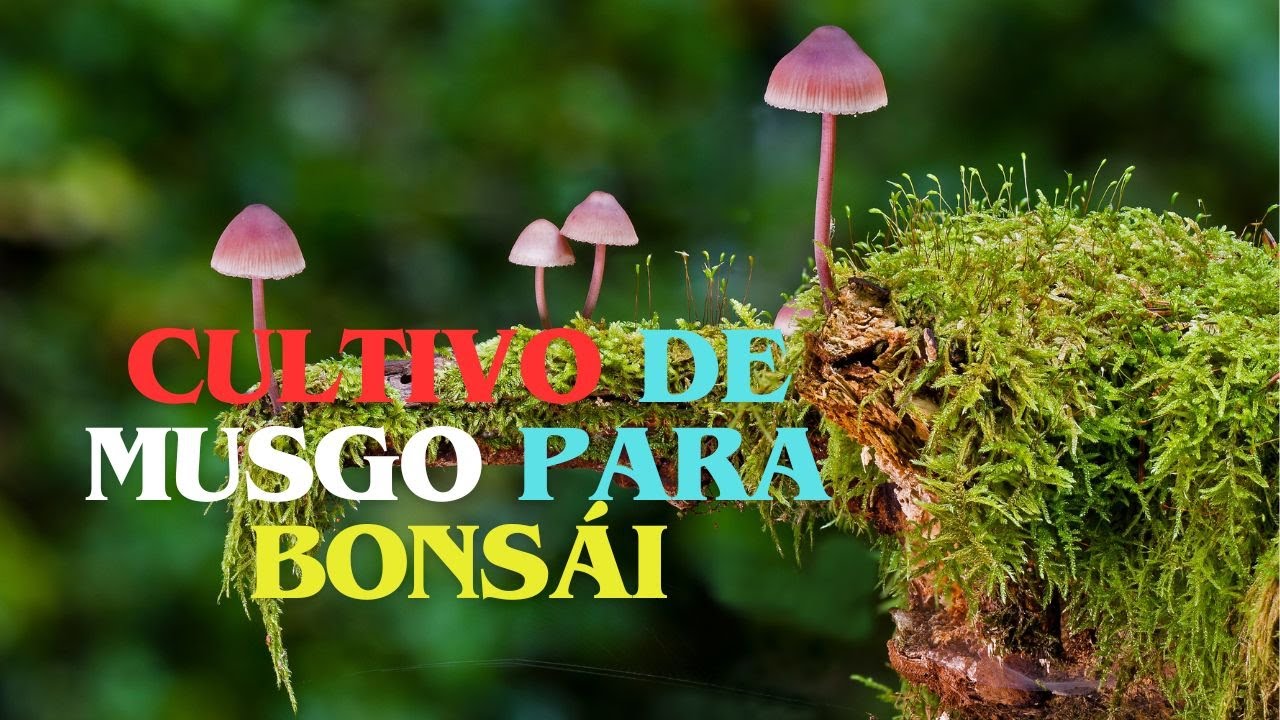MUSGO EN EL PISO #bonsái #arboles #naturaleza #plantas