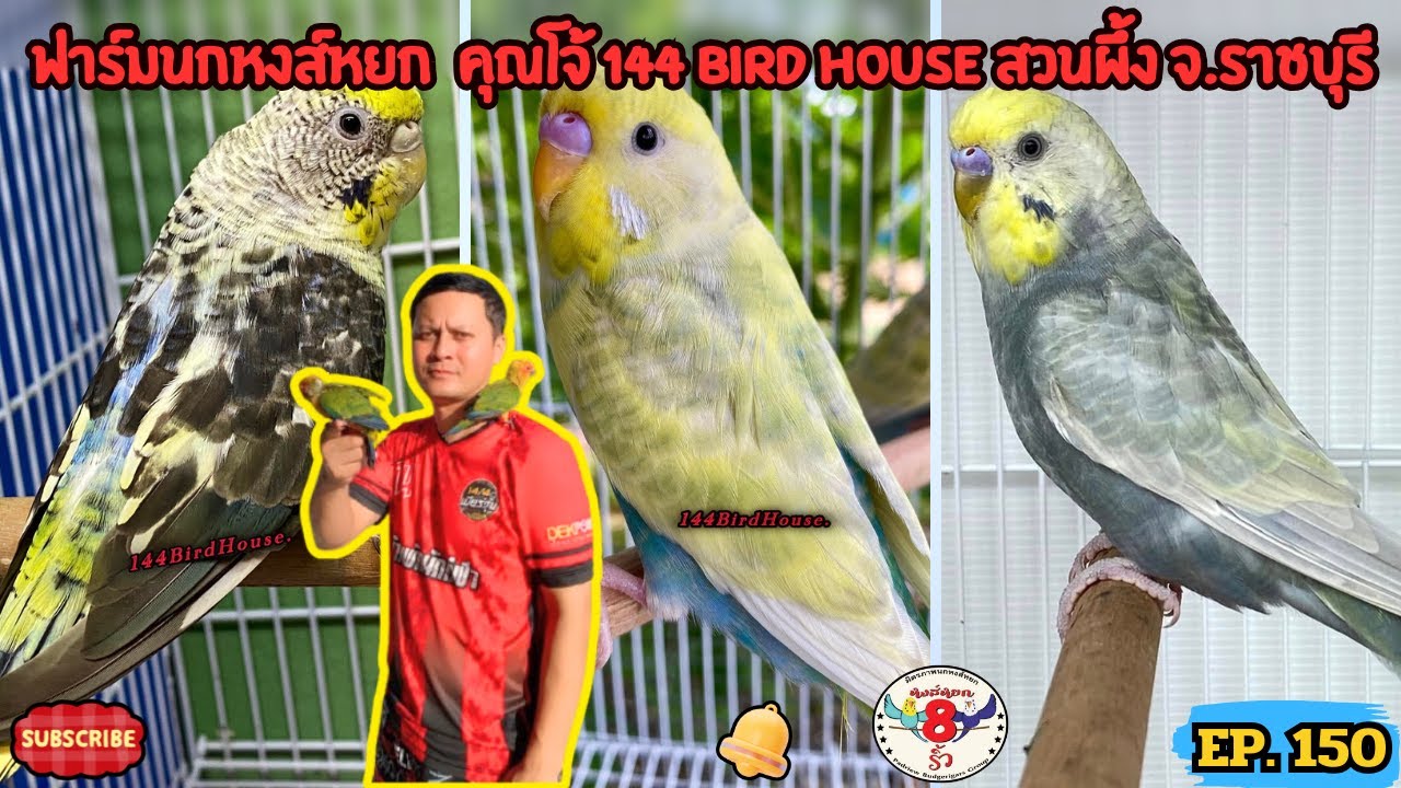 หงส์หยกแปดริ้ว EP.150 ฟาร์มนกหงส์หยก คุณโจ้ 144 Bird House สวนผึ้ง จ.ราชบุรี
