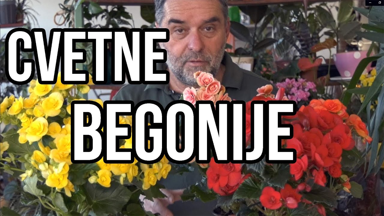 Begonija cvetna