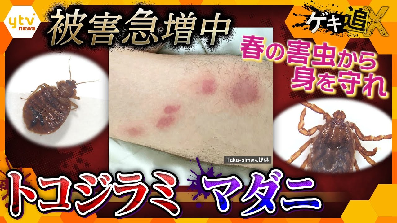 春の「害虫」被害拡大中！世界で大量発生「トコジラミ」感染症を招く「マダニ」　春のお出かけ前にチェックしておきたい「害虫対策」　危険な虫を駆除するには？　被害を予防する方法は？