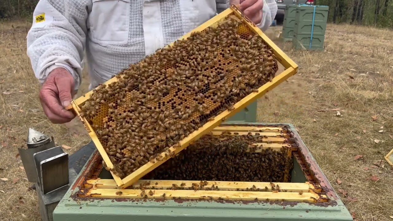🐝  Australia moves to Varroa mite management.  More spring management work at the Nymboida hives.