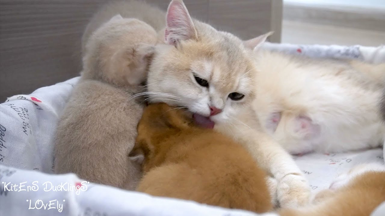 The Mom cat's nursing calls and grooming sounds overflow with love || Cute animal videos.