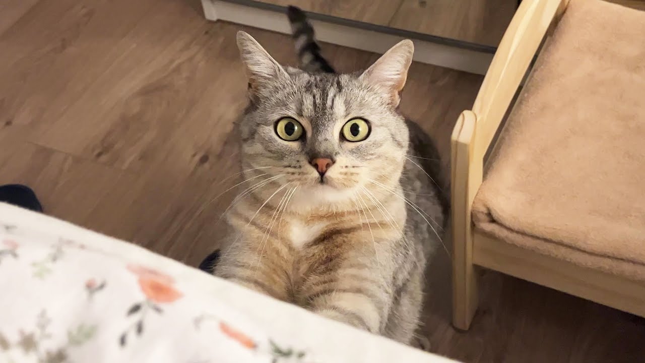 Evening routine with three cats