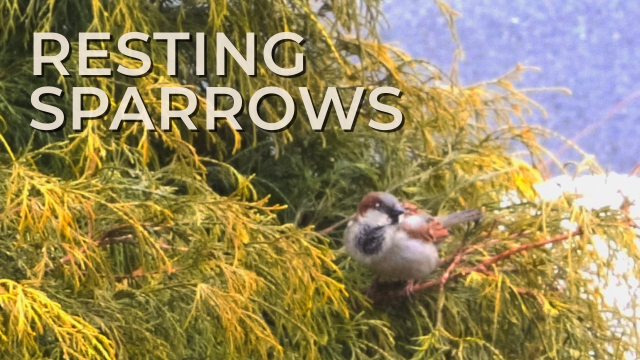 House Sparrows Perching & Observing | Quiet Backyard Bird Study