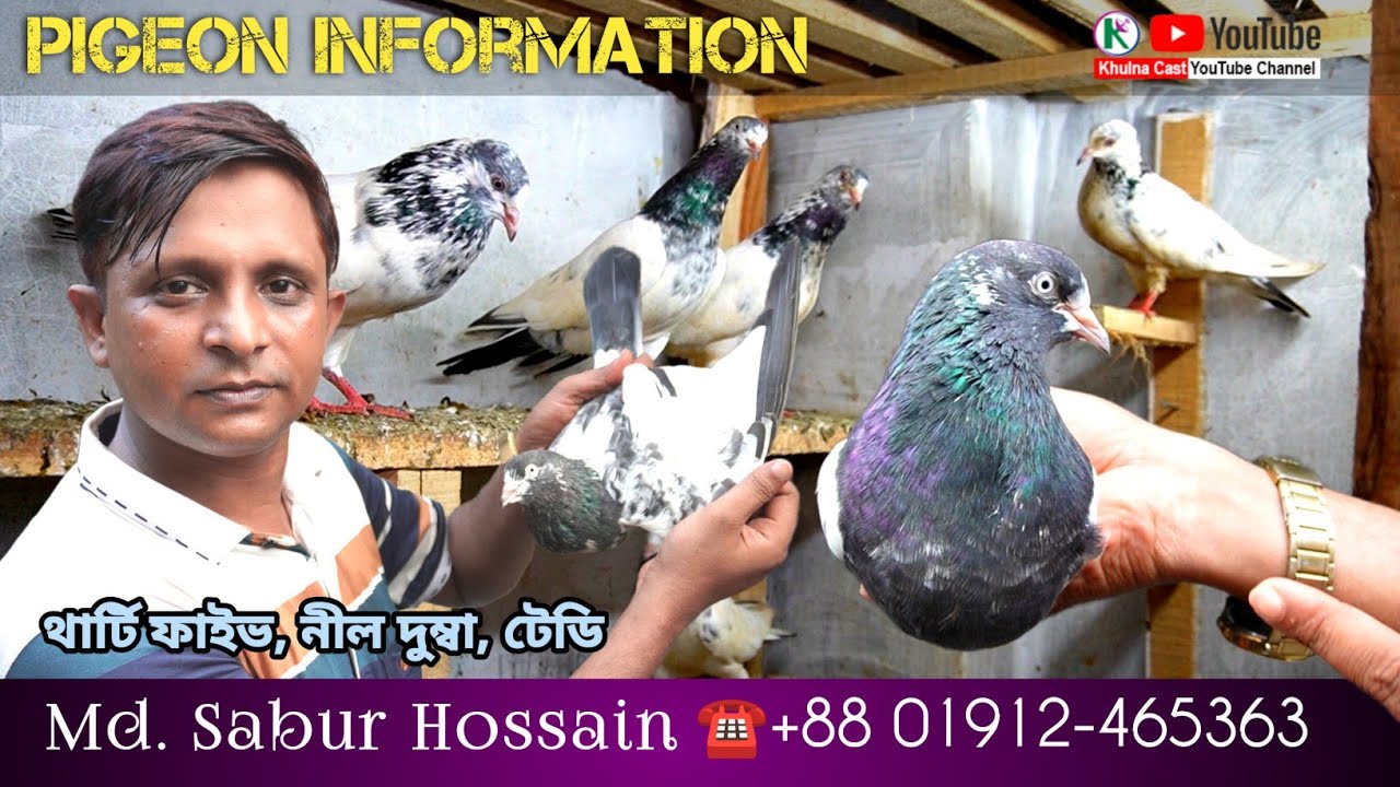 how to know best quality pigeon।। হাই ফ্লাইং কবুতরের লফ্ট #pigeon #কবুতর