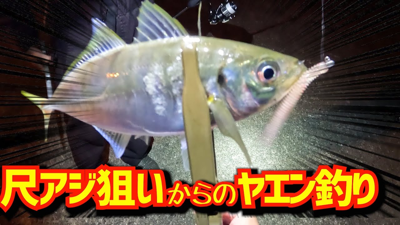 尺アジング旅釣り編！オレンジ外灯＋○○ワームはどこでも鉄板だった!