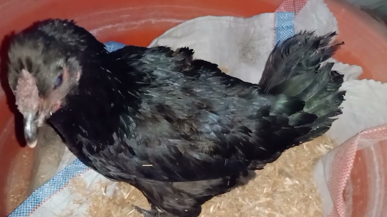 Broody Hen Harvesting Eggs to Chicks | Easy Organic Gardening