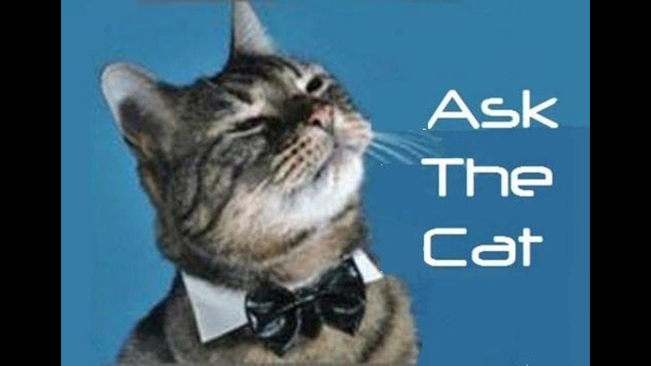 MW3: Ask the Cat: Cats Special.