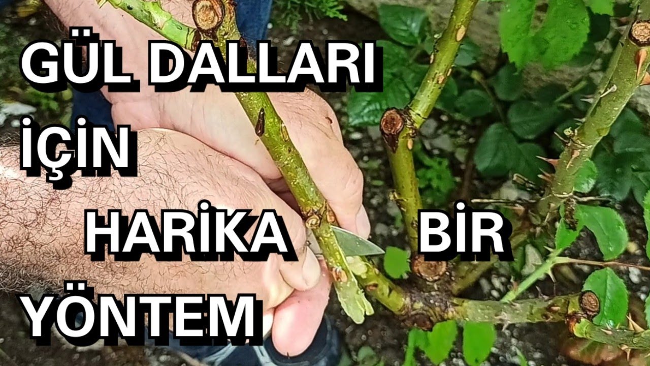 Gül Dalı Nasıl Köklendirilir