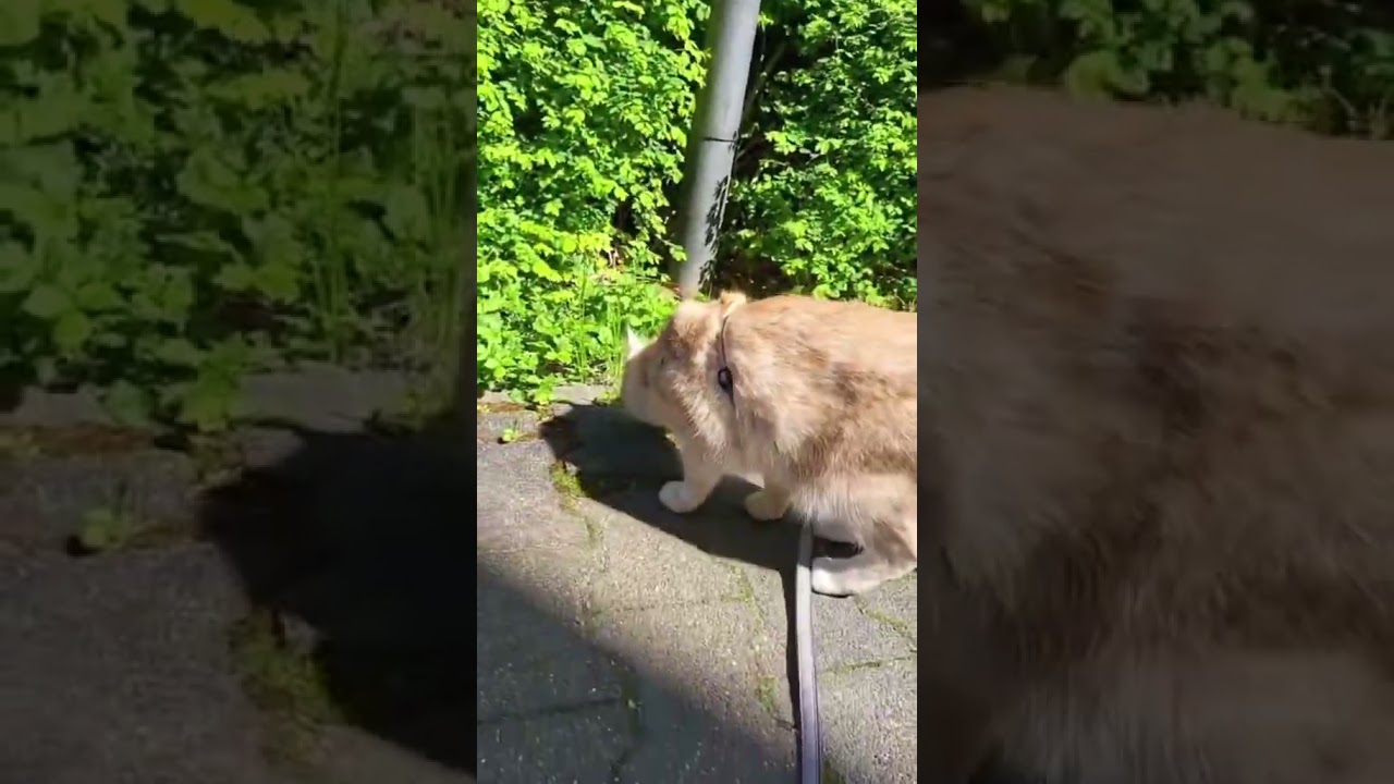 #Farinthecat #iamjanet #iamdenise#catsonleash #morningwalks