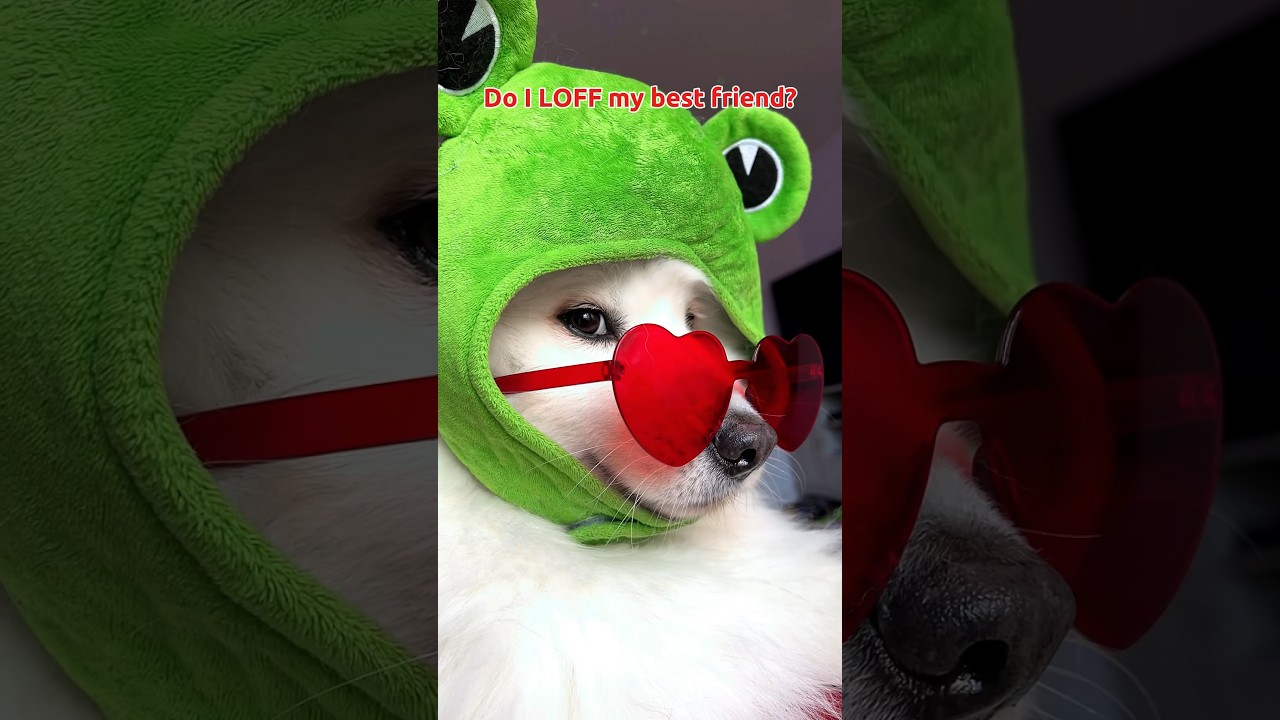 Отправь это своей лучшей подруге 😁 #dogshorts #funny #puppy #cute #tiktok #dog #dogsofinstagram