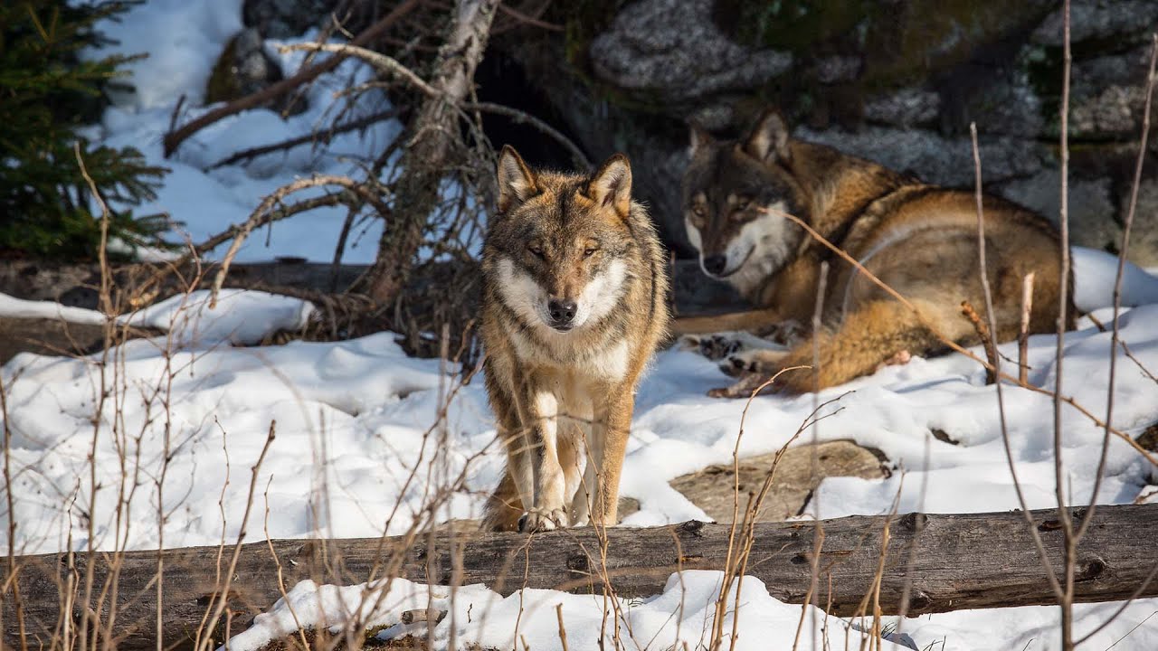 Divoká Šumava / WILDLIFE movie