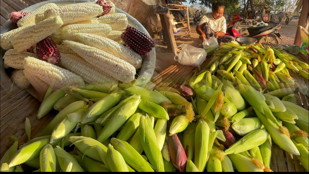 ข้าวโพดขายดีบขายดี2-3วันหมดสวนแล้ว🌽🌽