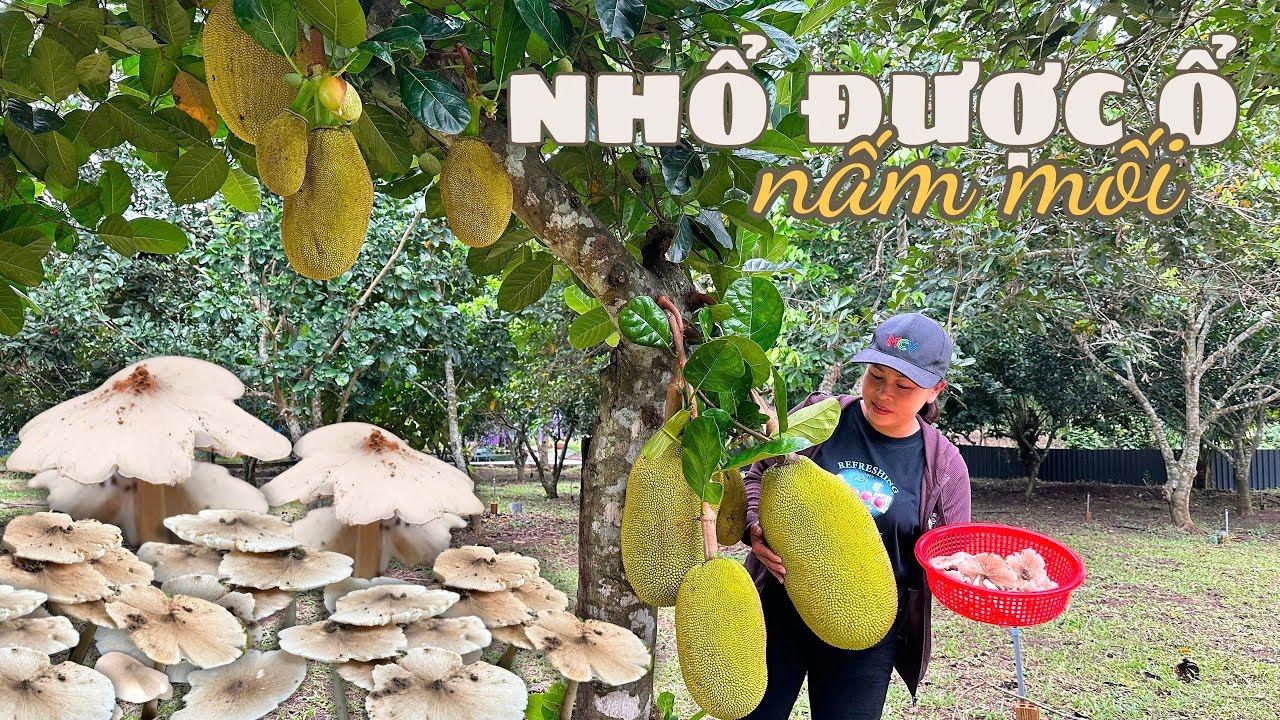 BẤT NGỜ RA THĂM VƯỜN MÍT HỐT ĐƯỢC Ổ NẤM MỐI •ĐEM VÔ LÀM LIỀN MÓN NGON